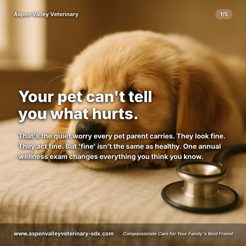 Veterinary clinic carousel about pet health signs